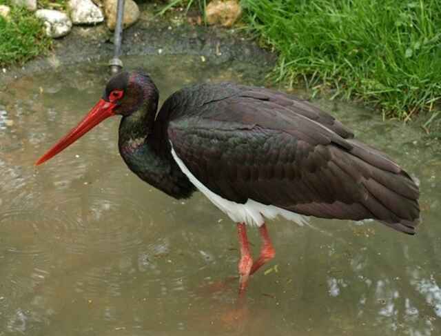 A Black Stork stalking prey in the water.