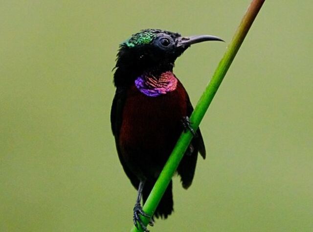 A Black Sunbird perched on a branch.