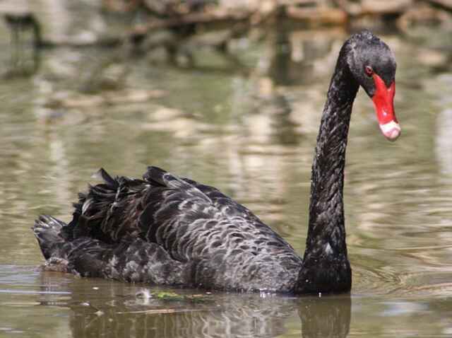A Black Swan with a red bill.