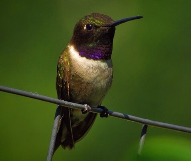 A Black-chinned Hummingbird perched on a wire.