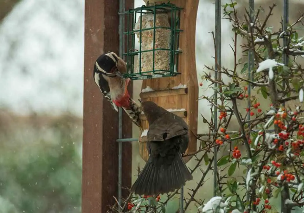 A Blackbird and a Great Spotted Woodpecker having a territory fight at a suet feeder.