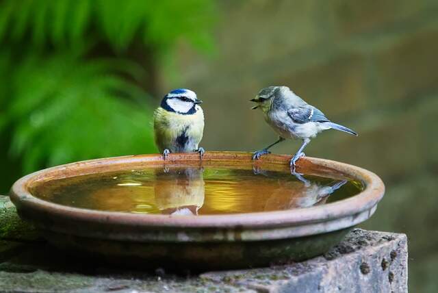 Two blue tit birds at a bird bath.