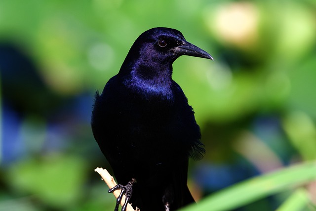 A boat-tailed grackle perched on a branch.