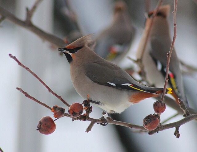 A Bohemian Waxwing perched in a tree.