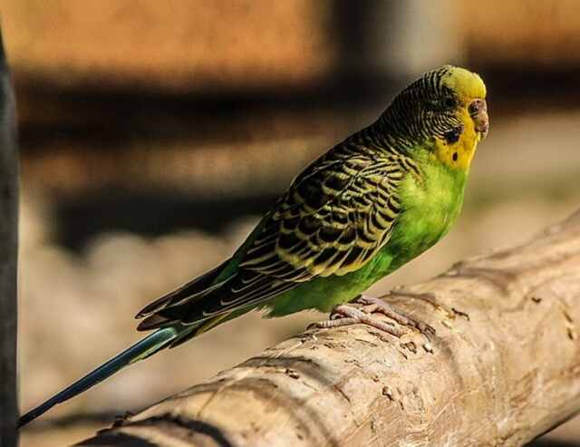 A green Budgerigar perched on a tree.