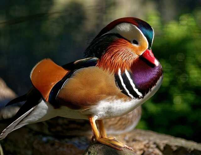 A Wood Duck also known as the Carolina Wood Duck perched on a rock.