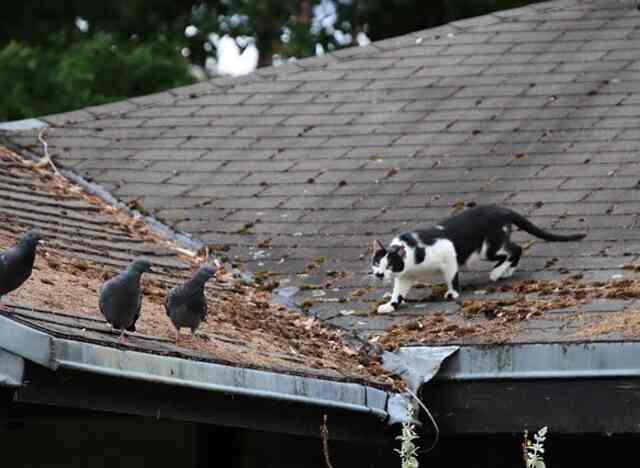 A cat sneaking up on three pigeons sitting on a rooftop.