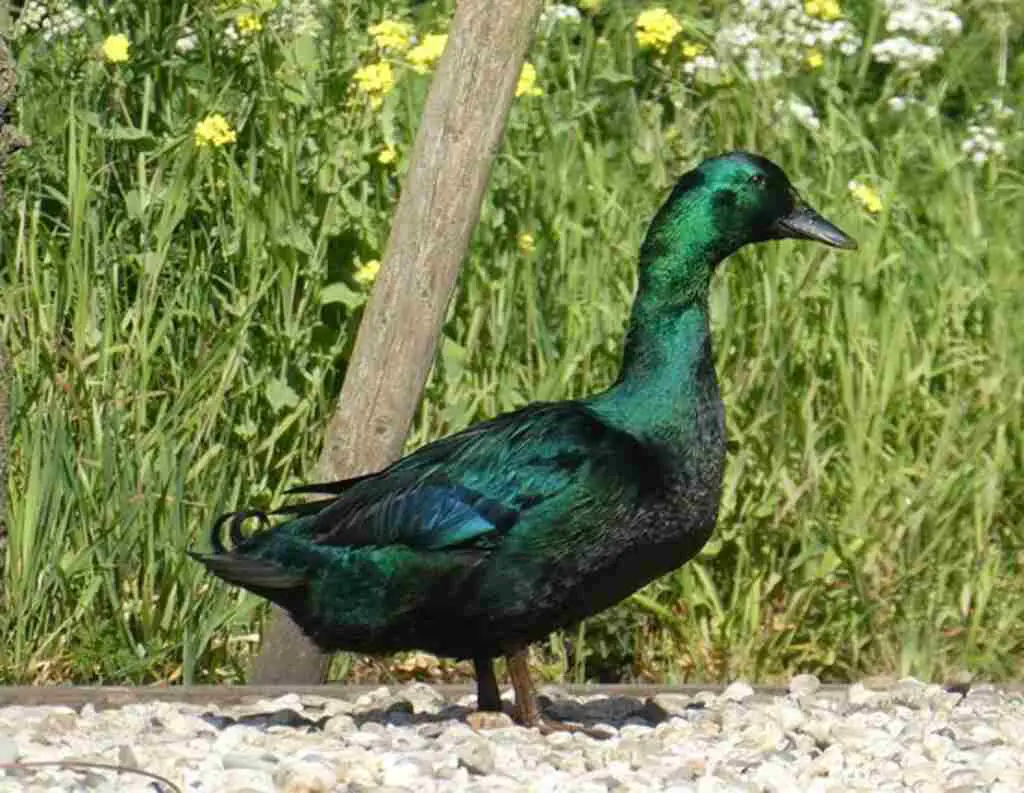 A Cayuga Duck standing around on land.