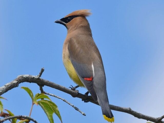 A Cedar Waxwing perched on a tree branch.