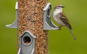 A Chipping Sparrow eating seeds from a bird feeder