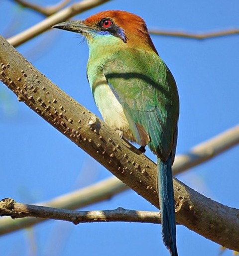  A Cinnamon-crowned Motmot perched on a branch.