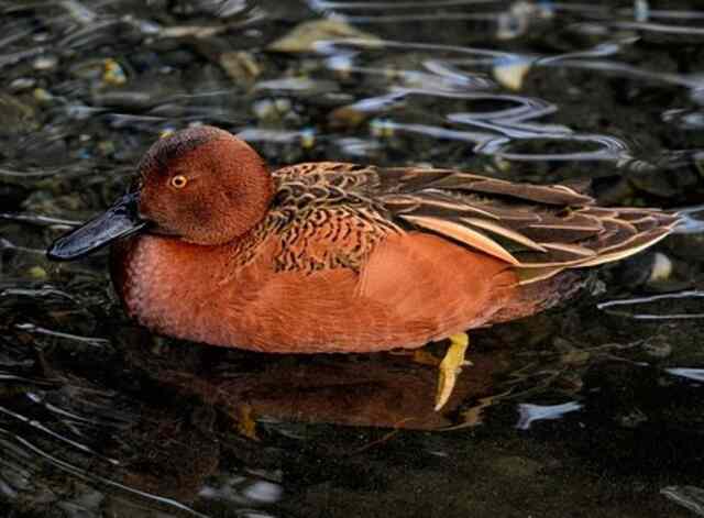 A Cinnamon Teal floating on the water.