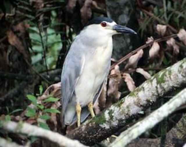 A Black-crowned Night-heron perched in a tree.
