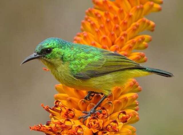 A Collared Sunbird perched on a plants flower.