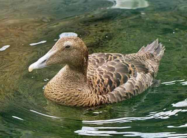 A female Common Eider floating in the water.