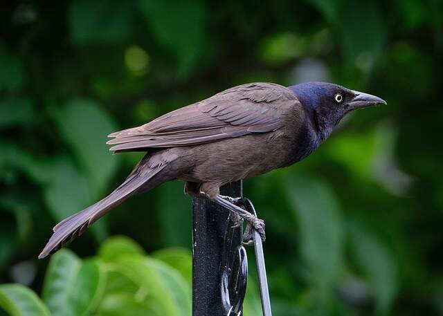 A Common Grackle perched on a railing.