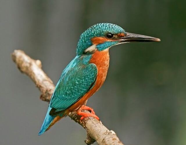 A Common Kingfisher perched on a tree branch.