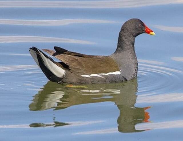 A Common Moorhen floating in the water.