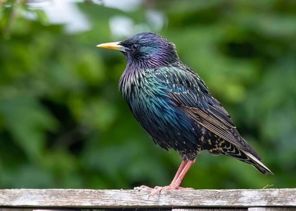 A Common Starling perched on a wood railing.