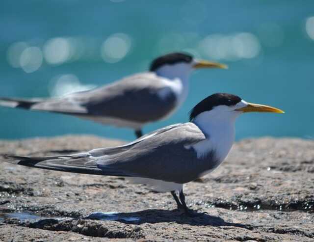 A couple of Crested Terns perched on a large rock.