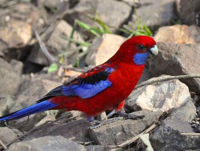 A Crimson Rosella perched on a large rock.