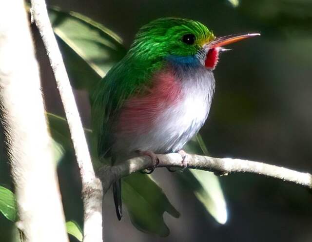 A Cuban Tody perched on a tree branch.