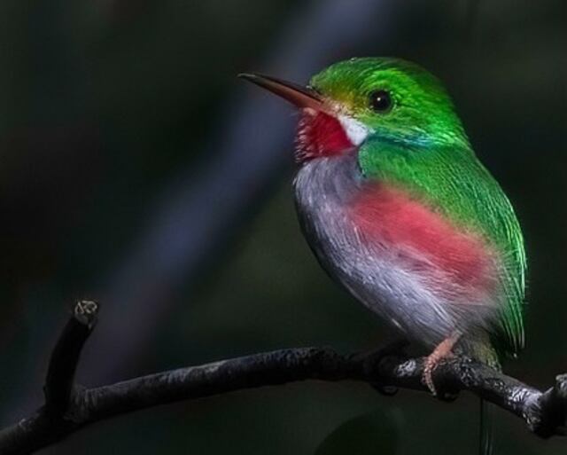 A Cuban Tody perched on a branch.