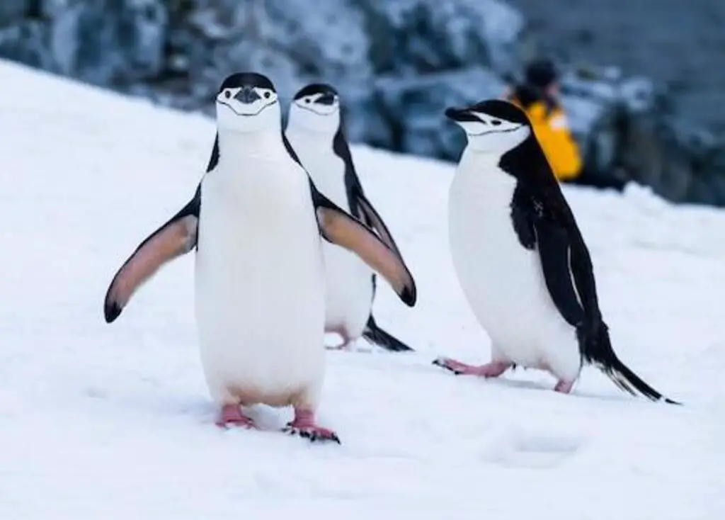 Three Chinstrap penguin walking through the snow together.
