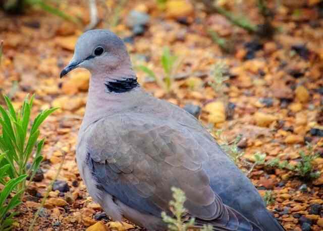 An African Collared Dove foraging on the ground.