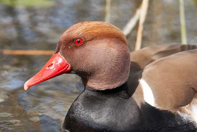 A Red-crested Pochard floating through the water.