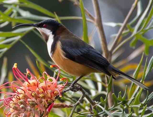 An Eastern Spinebill perched on a branch.