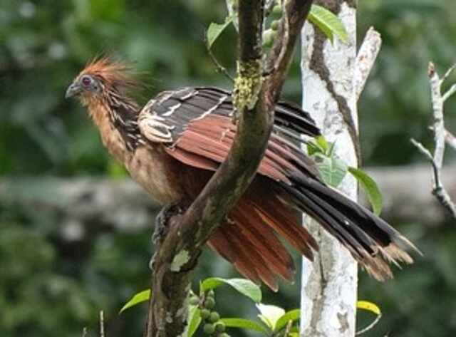 A Hoatzin perched in a tree.