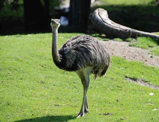 An Emu walking around.