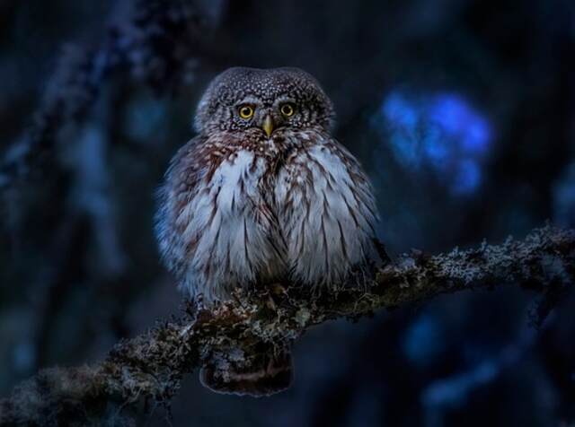 A Eurasian Pygmy owl perched on a tree at night.