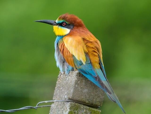 A European Bee-eater perched on a fence post.