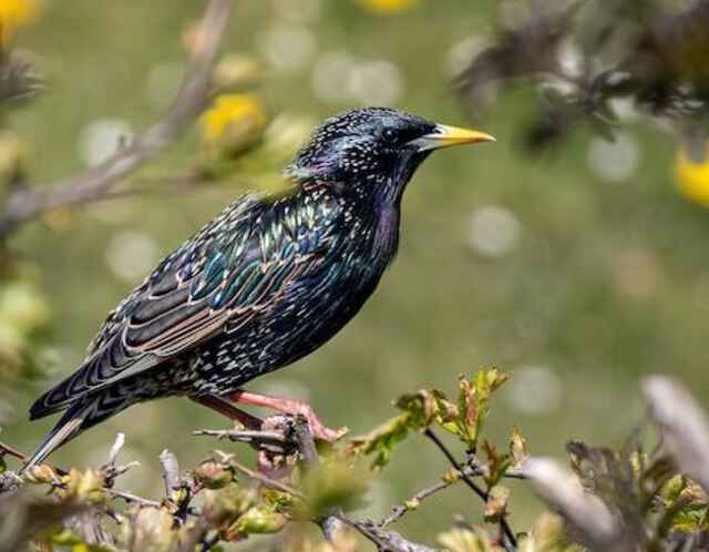 The European Starling also known as the Common Starling perched in a tree.
