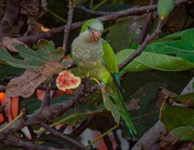 A Fig Parrot perched on a fig tree eating figs.