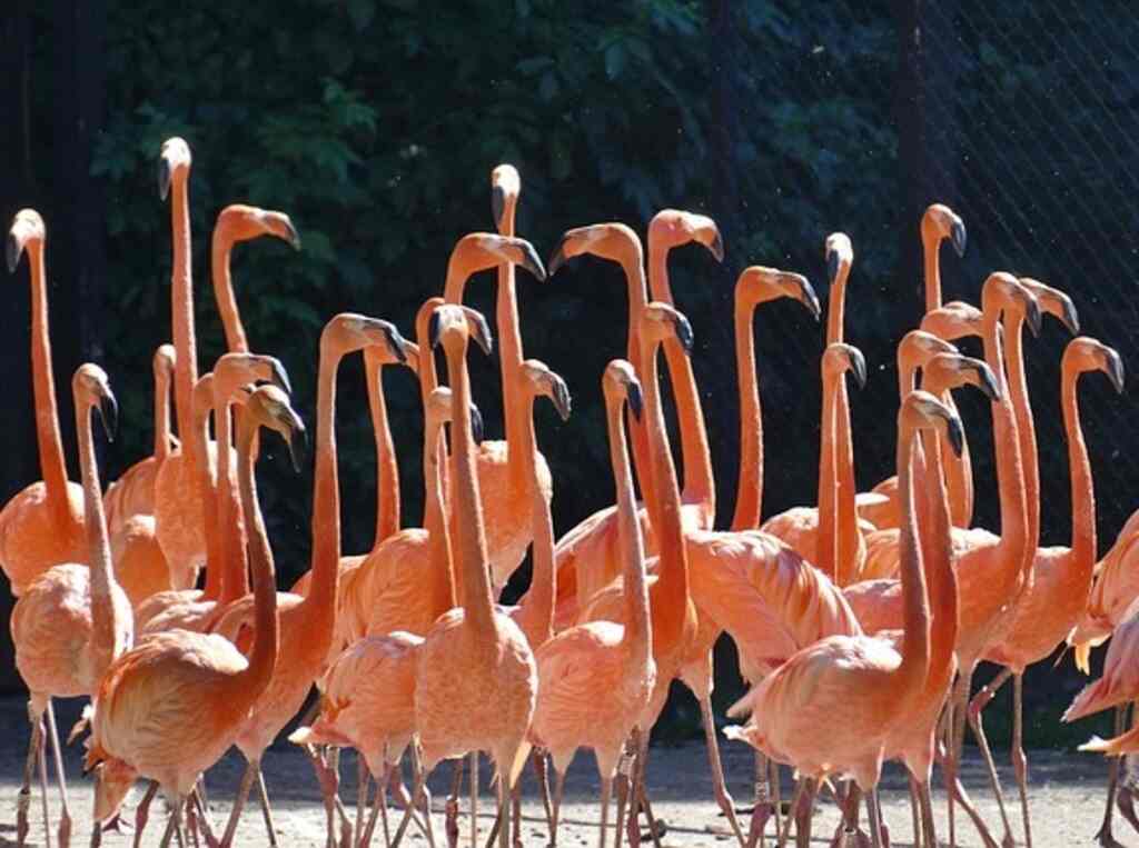 A large group of flamingos standing around in the water.