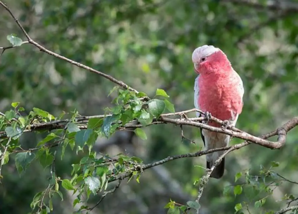 A Galah also known as the Rose-breasted Cuckoo bird perched on a tree.