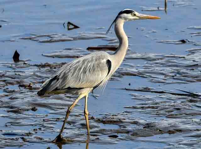 A Gray Heron walking in the water.