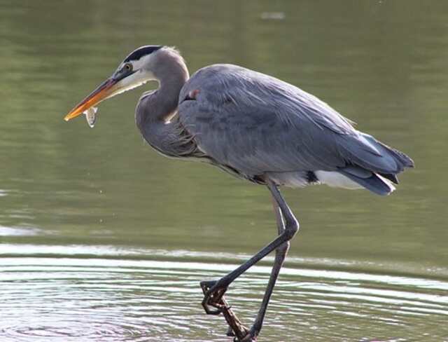 A Great Blue Heron with a fish in its beak.