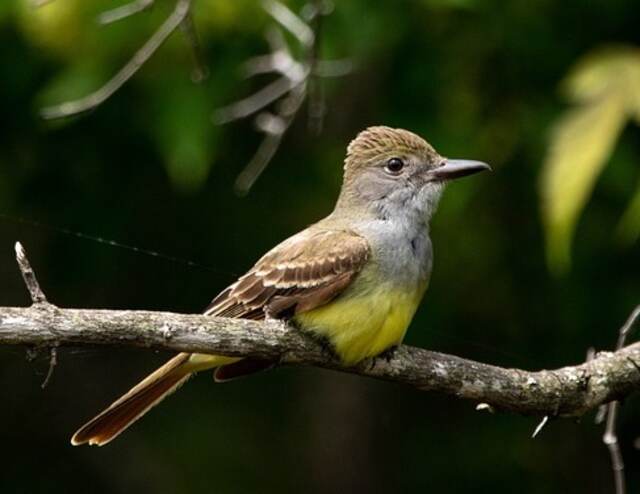 A Great Crested Flycatcher perched on a tree branch.
