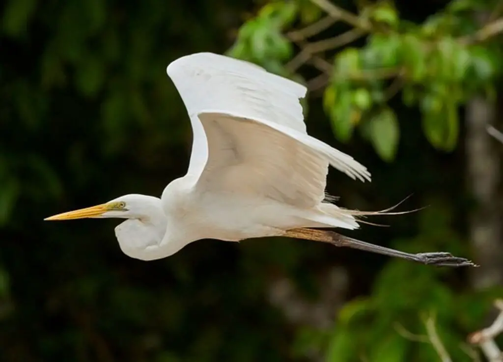 A Great Egret flying with its wings spread out.