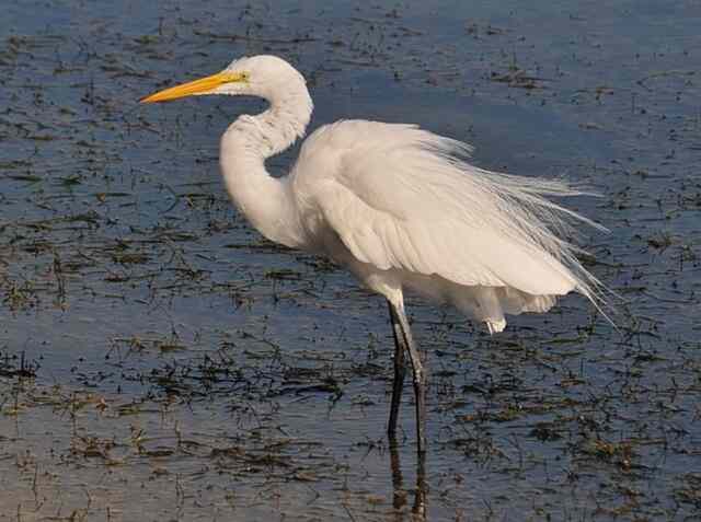 A Great Egret in the water stalking prey.