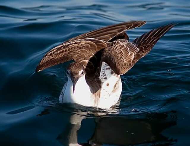 A Great Shearwater spreading its wings when floating on the water.