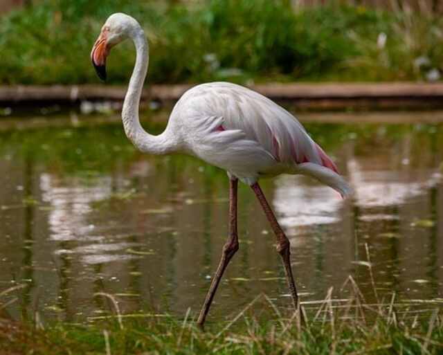 A Greater Flamingo walking on the shoreline.