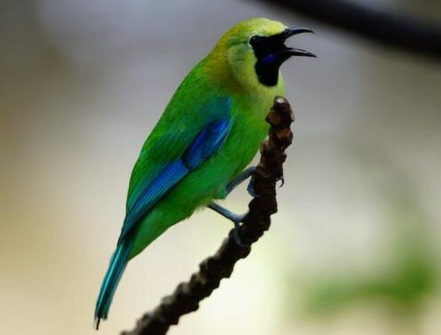 A male blue-winged leafbird (Chloropsis cochinchinensis).
