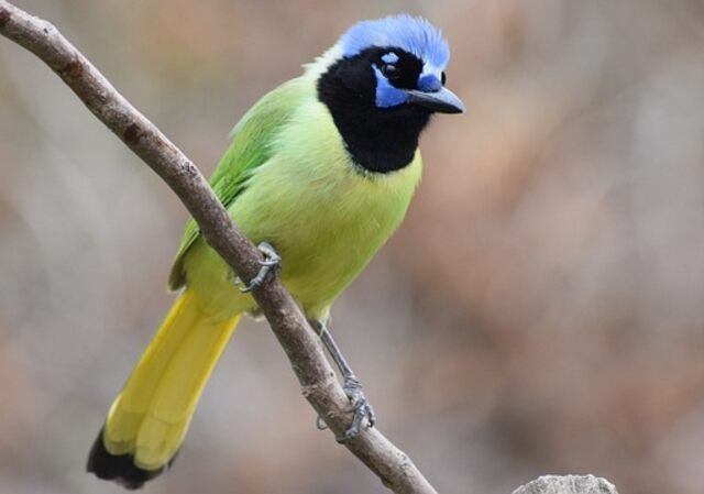 A Green Jay perched on a tree branch.