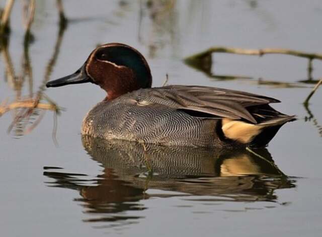 A Green-winged Teal floating in the water.