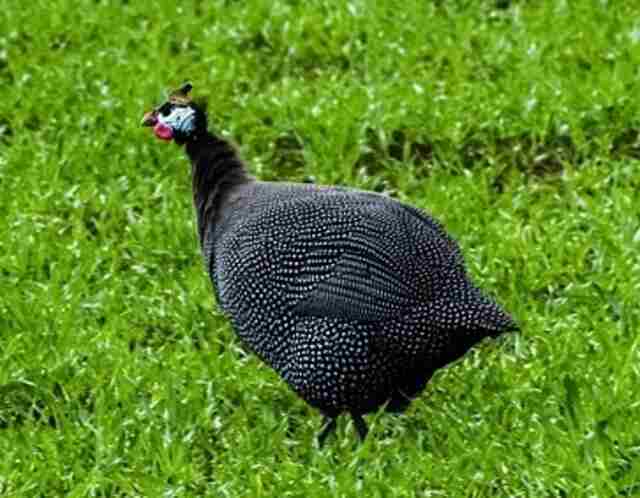 A Helmeted Guineafowl running through the grass.